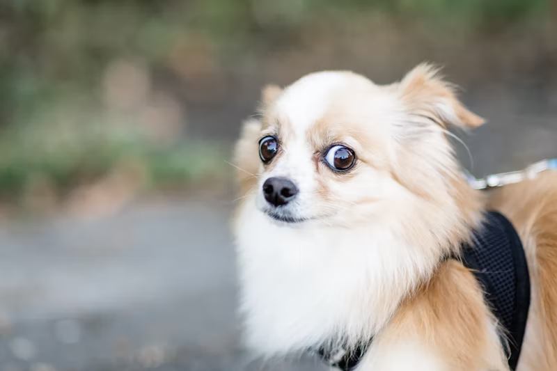 Image de chien avec regard bizarre